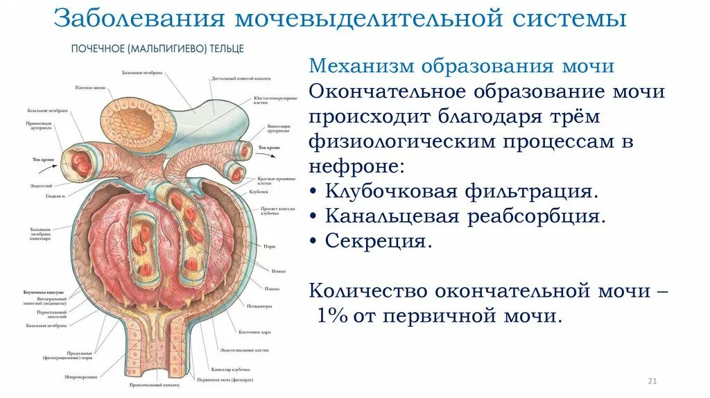 Контрольная по мочевыделительной системе 8 класс. Болезни мочевыделительной системы 8 класс таблица. Заболевания органов мочевыделения системы. Мочевыделительная система заболевания 8 класс. Заболевания органов мочевыделительной системы у детей.