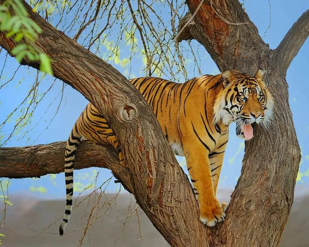 Ли тайгер. Суматранский тигр. Тигр в саванне. Тигр на дереве. Тигр на ветке.