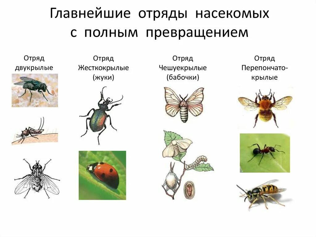 Какой тип характерен для клопа. Биология 7 класс отряды насекомых с полным превращением. Насекомые с неполным превращением таблица отряд представители. Насекомых полное и неполное превращение отряды насекомых. Отрядынасекомыъх с полным превращением.