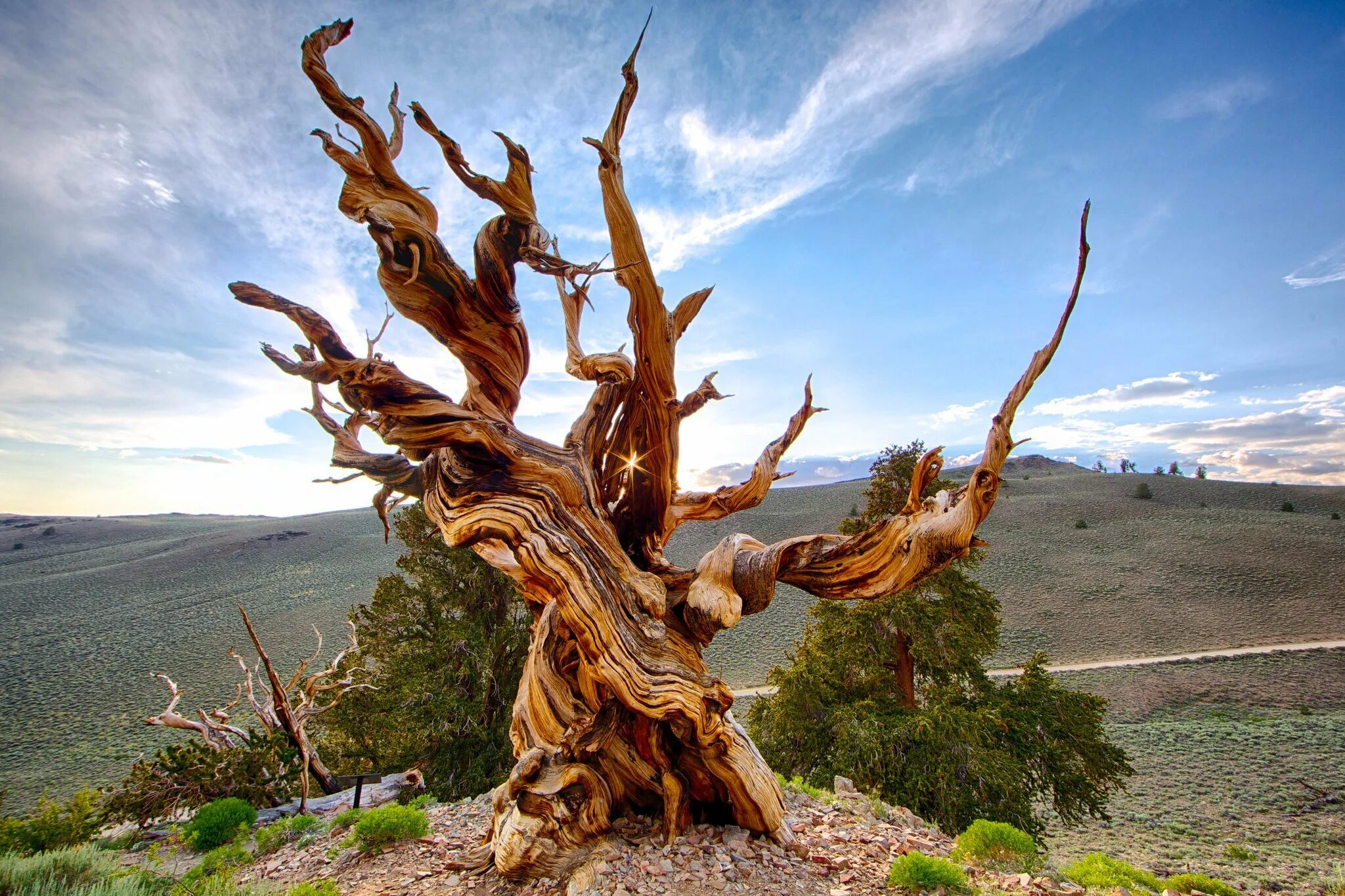 Самые долголетние деревья. Cupressus sempervirens. Самое долгоживущее дерево. Сосна мафусаил возраст. Самые долголетние деревья.