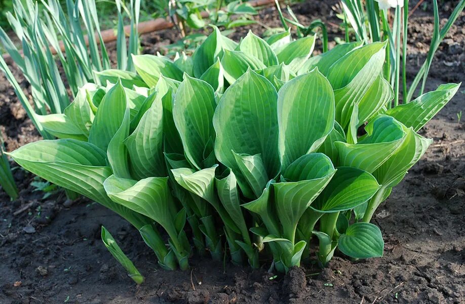 хоста ростки. Hosta sieboldii. хоста весенний призрак. хоста всходы. хоста афтерглоу.