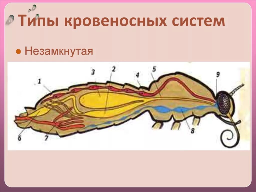 Кровообращение у насекомых. Пищеварительная система чешуекрылых. Строение бабочки внутренние органы. Выделительная система бабочек. Пищеварительная система бабочек.