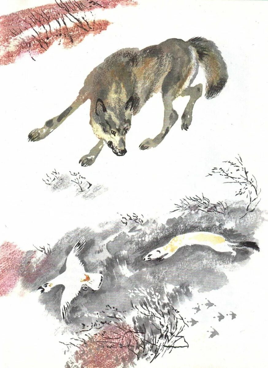Е чарушин иллюстрации. Чарушин иллюстратор. Рисунки чарушина. Сказка чарушина рисунок. Иллюстрация к рассказам е.