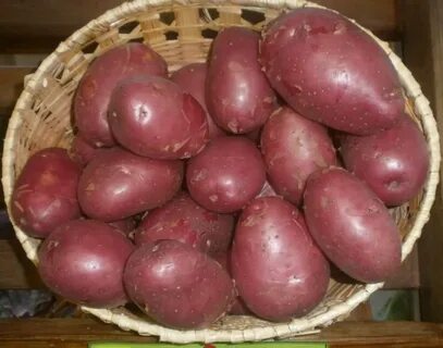 Картофель эволюшен