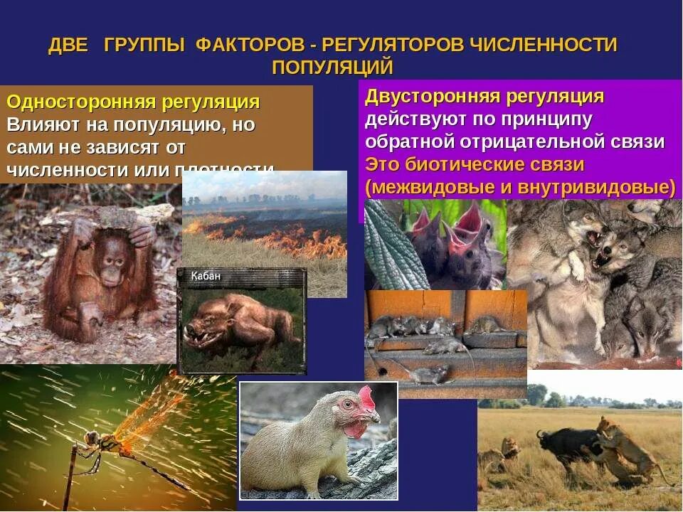 На численность популяции влияют факторы. Численность популяции и её регуляция в природе. факторы регуляции численности популяции. регулятор численности популяции. факторы-регуляторы численности популяций.