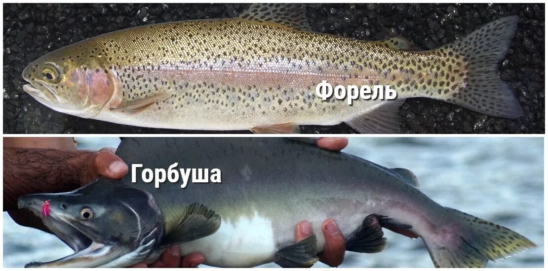 Как определить пол форели. Лососевая форель кумжа. форель горбуша лосось отличия. форель и горбуша отличия. отличие горбуши от форели.