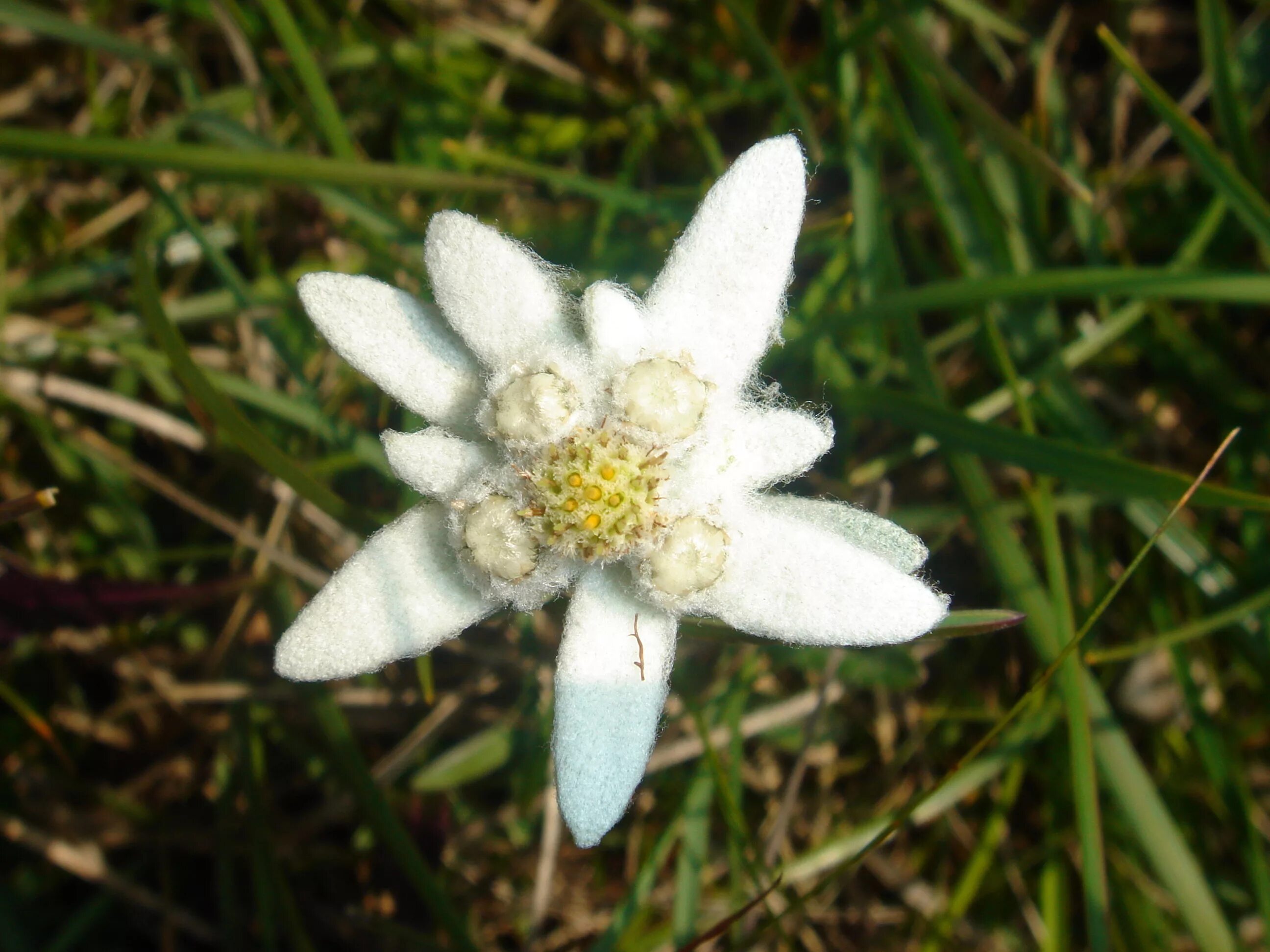 Какой тип питания характерен для эдельвейса. Эдельвейс цветок. Горный цветок Эдельвейс. Крымский Эдельвейс цветок. Leontopodium alpinum.