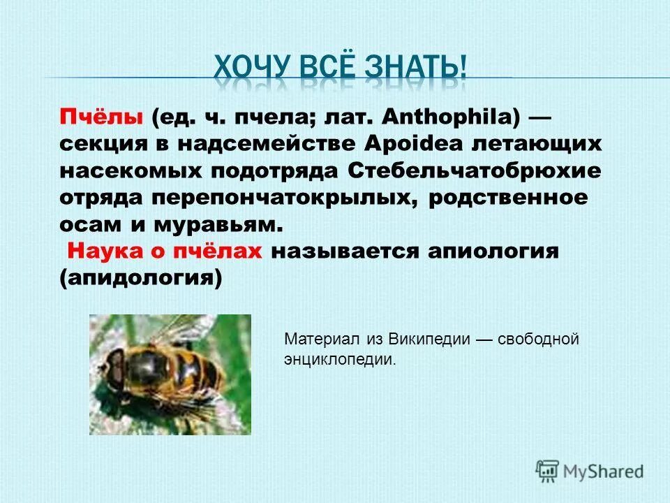 общественные насекомые и их роль в природе. голден бакфаст. состав пчелиной семьи схема. перепончатокрылые муравьи. общественные насекомые пчелы муравьи значение насекомых таблица.