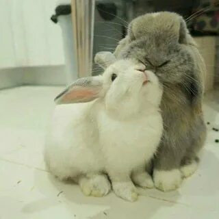 Влюбленные зайки - красивые картинки (100 фото) 