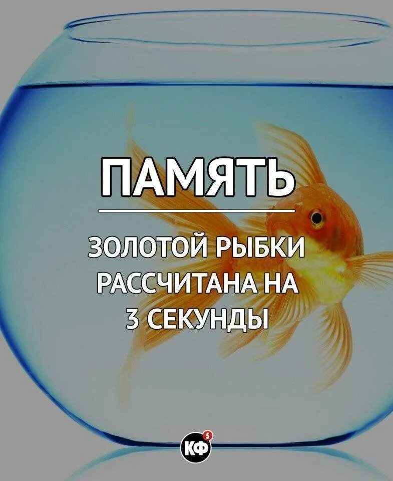 Почему какой рыбки. Память рыбки. память золотой рыбки. память у рыб. память как у рыбки.