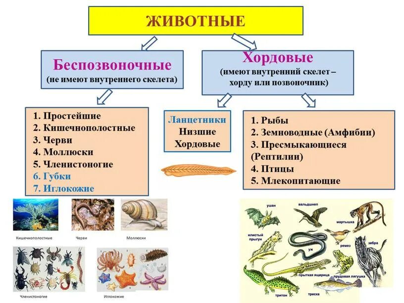 Какие виды есть в биологии