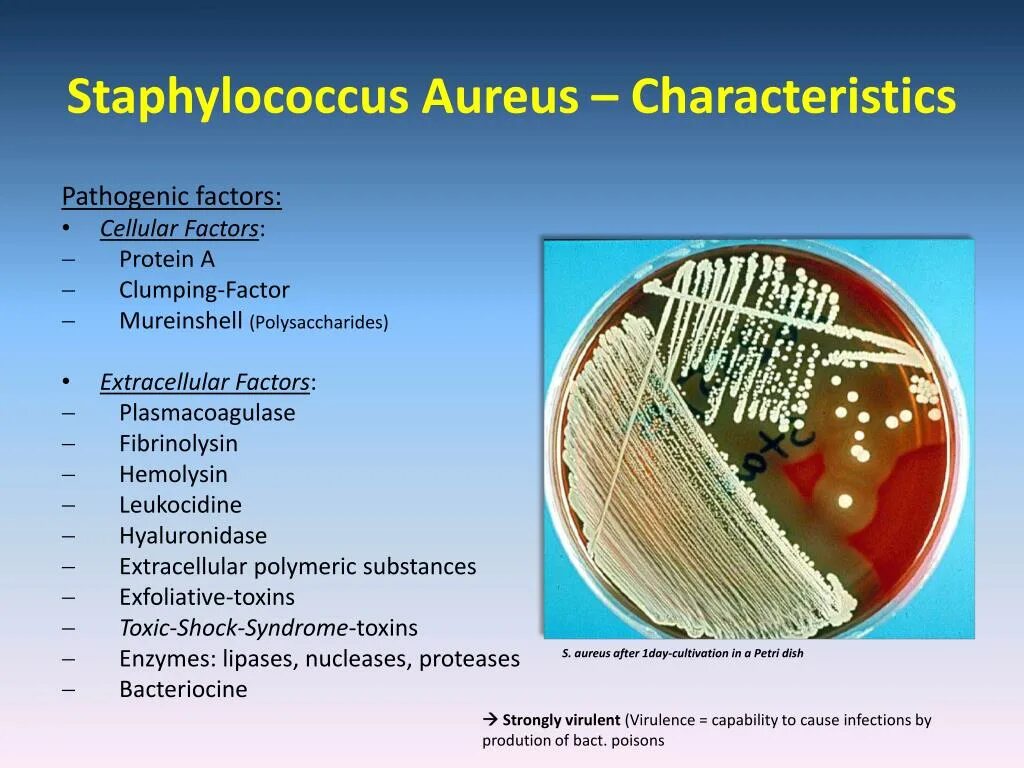 Staphylococcus aureus антибиотикограмма. Золотистый стафилококк моракселла. Стафилококк ауреус микробиология. Стафилококки коагулазоположительные s. aureus. Staphylococcus aureus степени