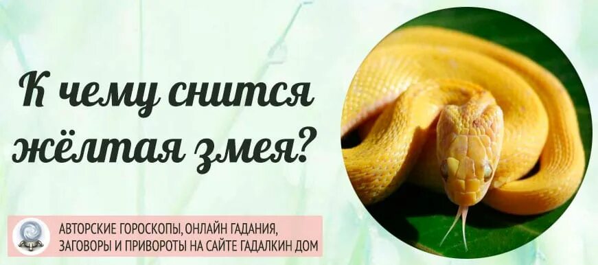 К чему снится змея желтая. Сонник к чему снится желтая змея. Сонник змея приснилась женщине. Змея желтая во сне к чему снится.