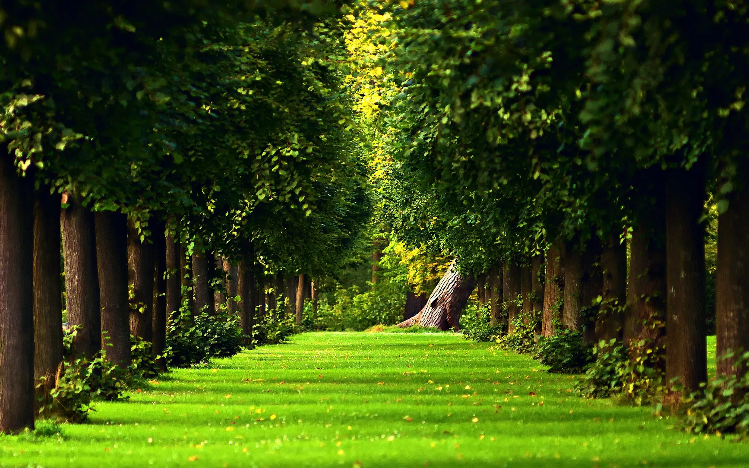 C full path