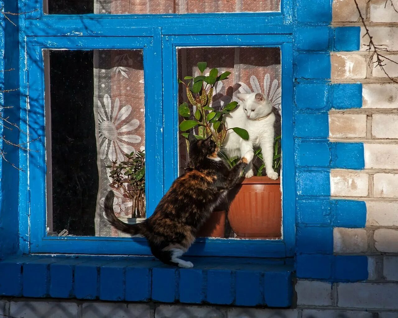 Кот открывает окно. Кот на окне. Кошки на окошке. Котик у окна. Коты в окне.