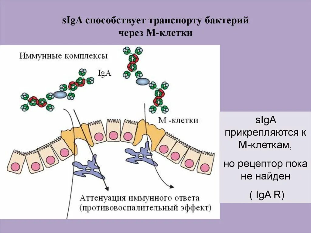 В т м клетки. Транспорт бактерий. Местный иммунный ответ. М клетки. Через резюцептор бактерия.