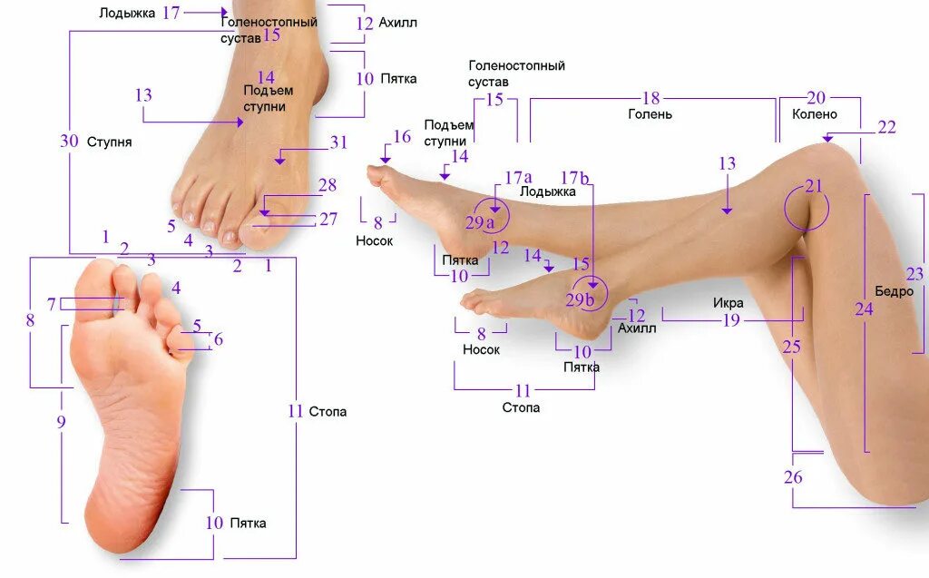 Части тела ноги человека названия. Как называются части ноги у человека. Название частей ноги у человека ниже колена. Как называются части тела на ноге. Область подошвы