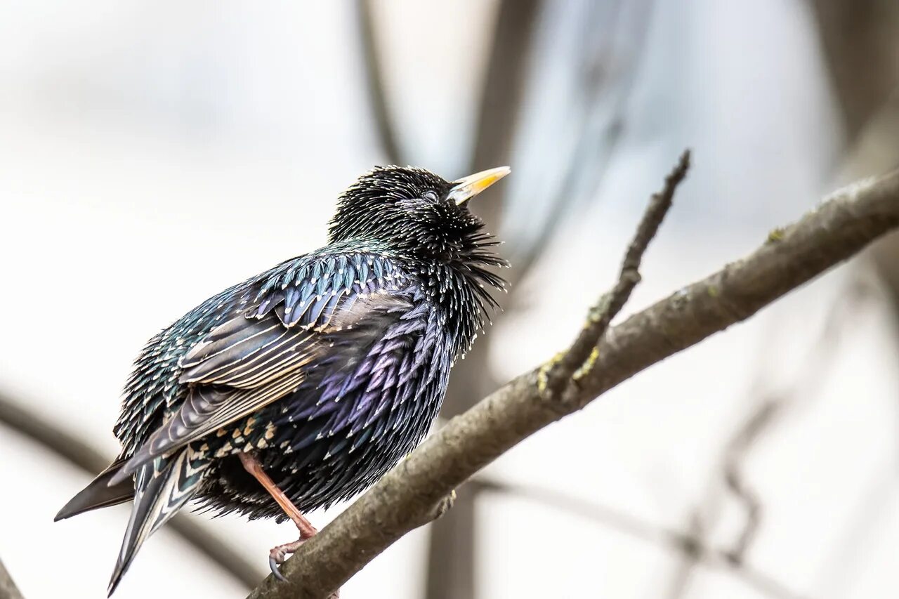 Обыкновенный скворец самка. Скворец самка. Обыкновенный скворец. Тристрамов длиннохвостый скворец. Шпак скворец.