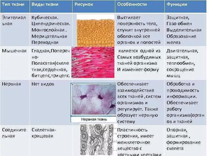Какие функции выполняет эпителиальная ткань человека. Виды тканей их строение и функции таблица. Эпителиальная ткань особенности строения таблица. Эпителиальная соединительная мышечная нервная ткани таблица. Ткани виды тканей анатомия функции.