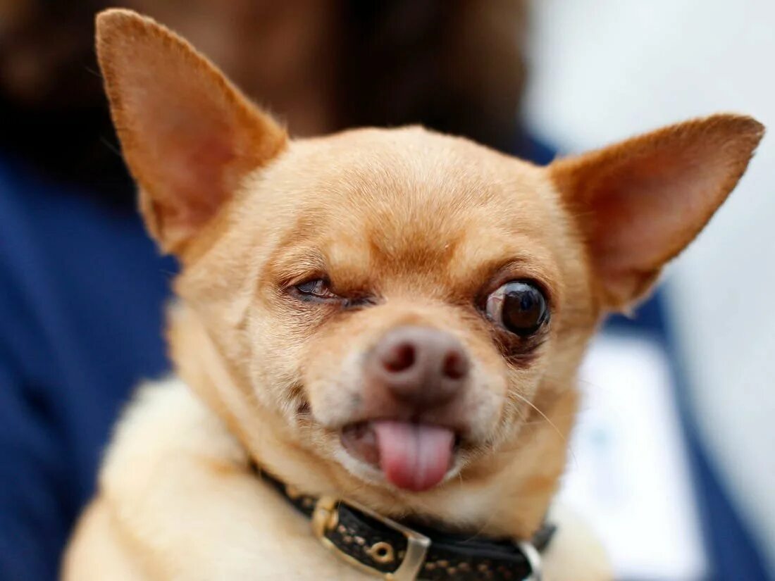 Крошечный злой. Злая чихуа чихуахуа. Злая белая чихуахуа. Собака чихуа хуа хуа злая. Чихуахуа хуа злая.