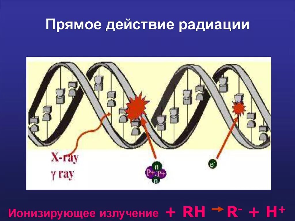 Прямое действие ионизирующего излучения. Механизм прямого действия ионизирующего излучения. Прямое действие радиации. Прямое и Непрямое действие ионизирующего излучения.