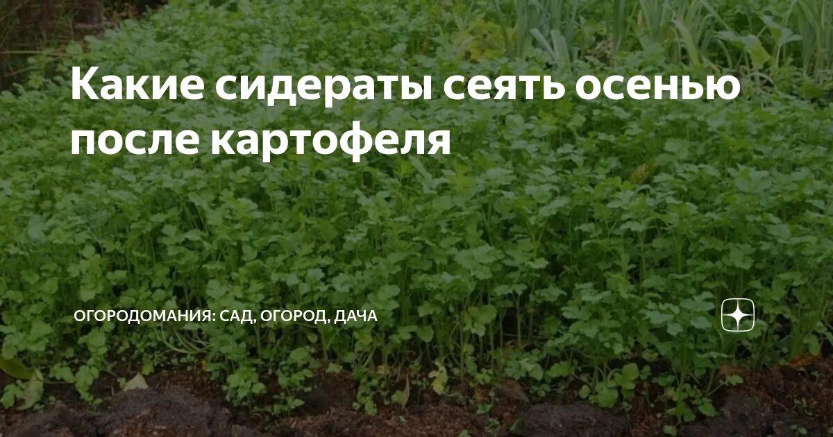Сидераты в зиму какие можно. Сидераты для картофеля. сидераты после картофеля. сидераты для огорода осенью после картофеля. сидераты после картофеля осенью.