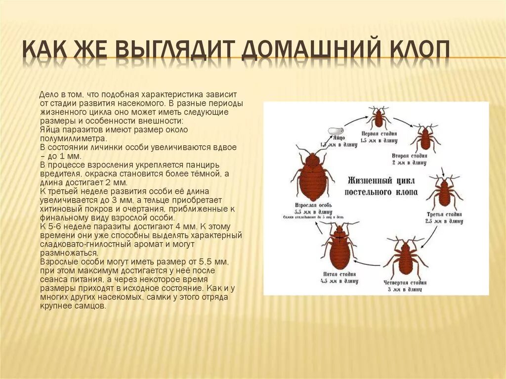 Сколько живет клоп в квартире. Жизненный цикл постельного клопа. Цикл развития постельного клопа схема. Схема постельных клопов жизненный цикл. Схема жизненного цикла клопа.