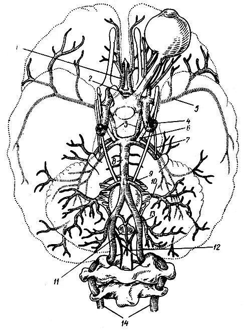 Артерии основания мозга. Сосуды головного мозга анатомия. Артерии и вены головного мозга. Кровоснабжение головного мозга анатомия. Левая ВСА головного мозга.