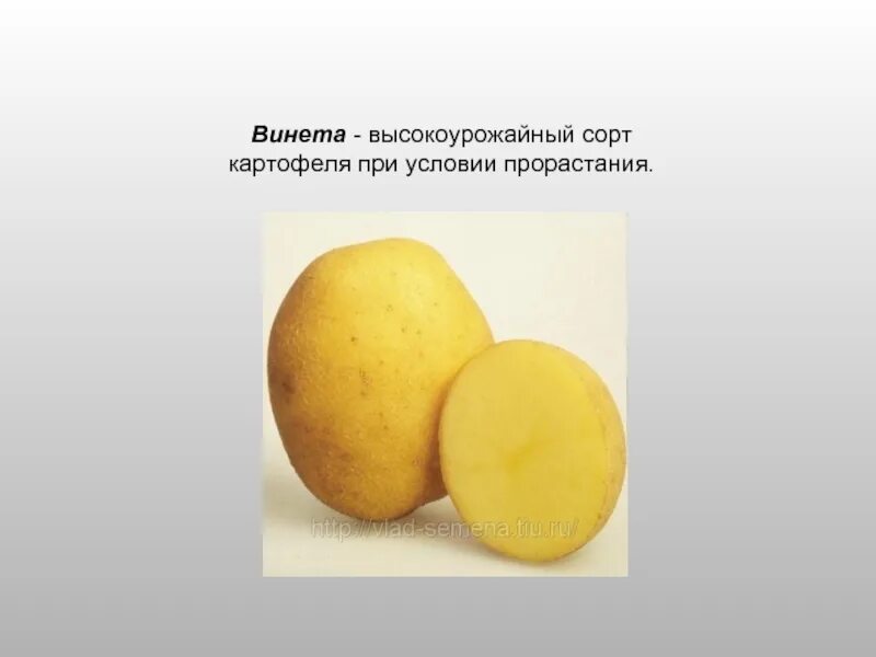 Семенной картофель Винета. Винета сорт картофеля характеристика. Картошка сорт Винета.