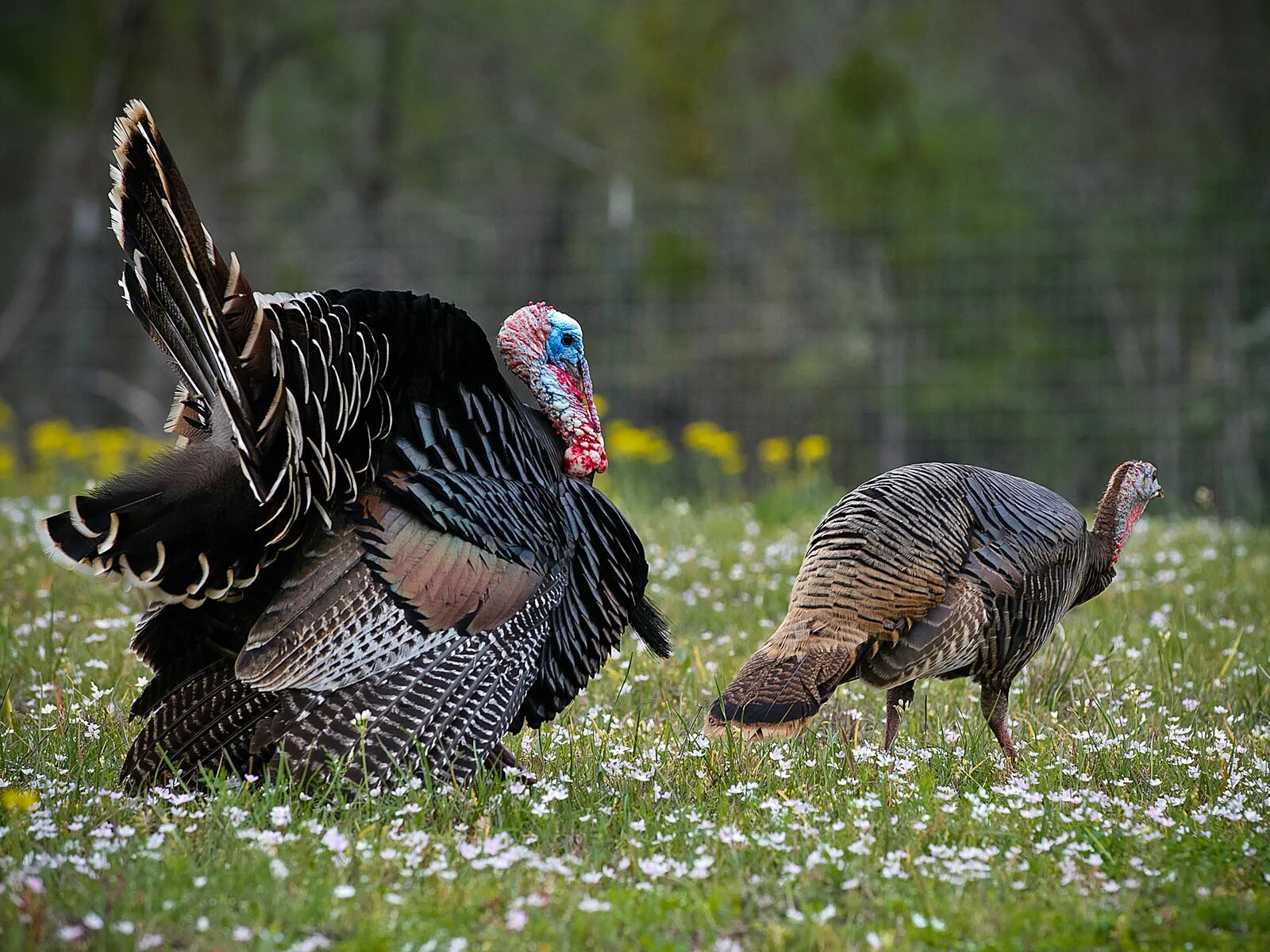 Фото индюка. Индюк индюшка и индюшонок. Индюшка самка. Wild Turkey индюк. Индюк индюшка индюшонок домашние птицы.