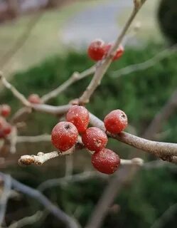 Шефердия описание сорта фото отзывы