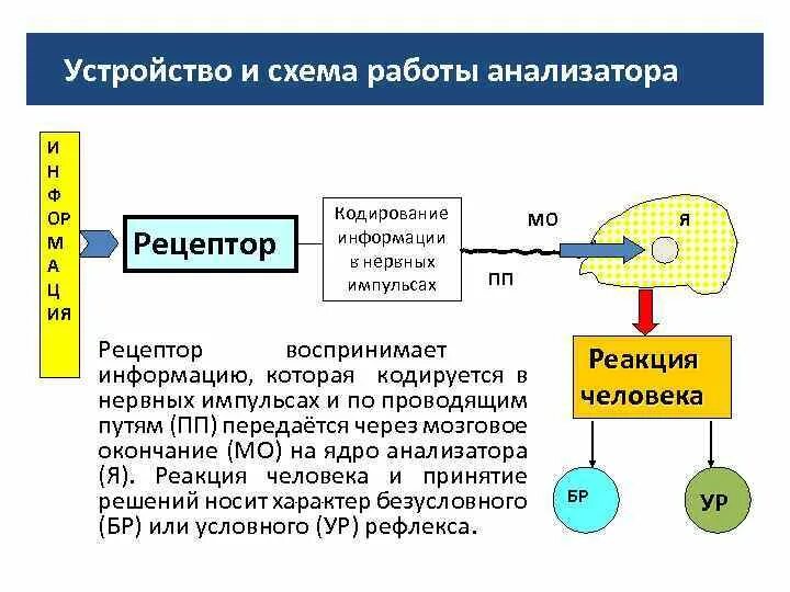 Работа каких анализаторных систем формирует схему тела Анализаторы внешней и внутренней среды: найдено 76 изображений