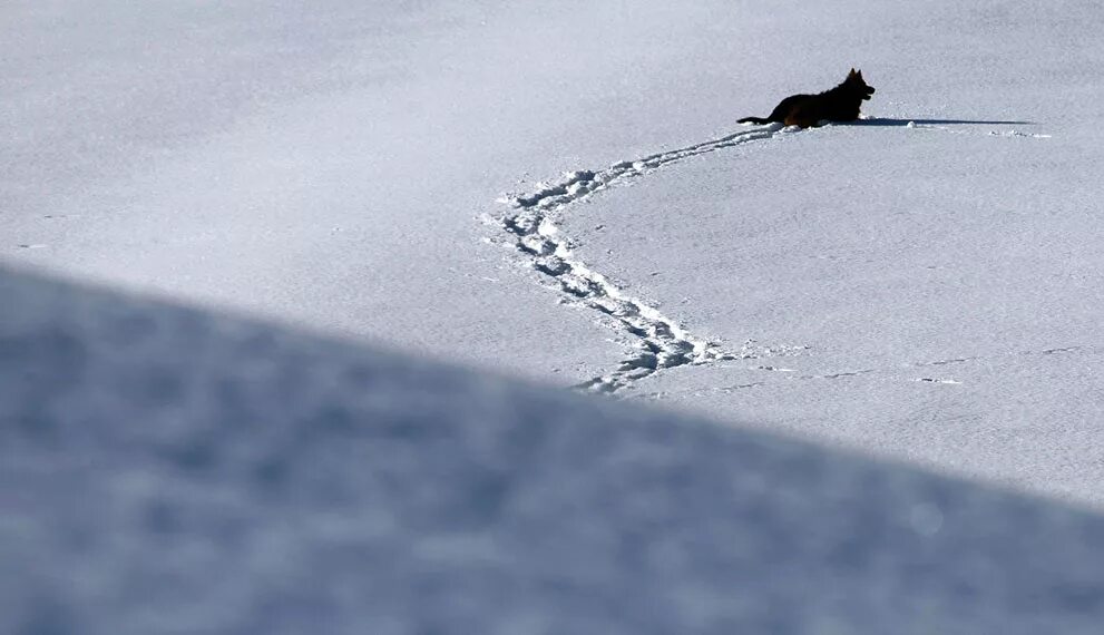 следы волка зимой. следы волка на снегу. след волка. следы волка на снегу. следы волка на снегу зимой.