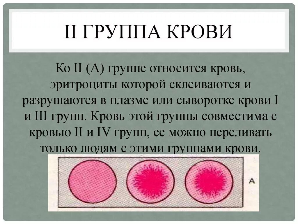 2 Группа крови. 2 Положительная группа крови. Вторая положительная группа кр. Вторая отрицательная группа крови.