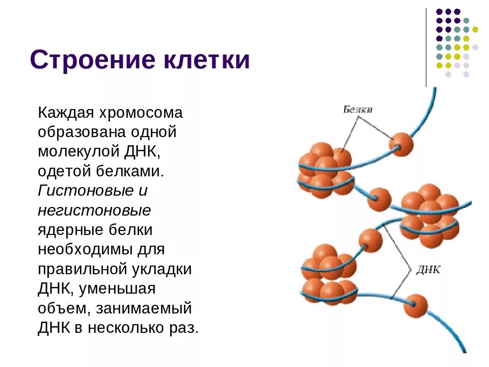 Белок клетки структуры. Строение и функции хромосомы эукариотической клетки. Белковая структура ДНК. Отличие клетки от молекулы