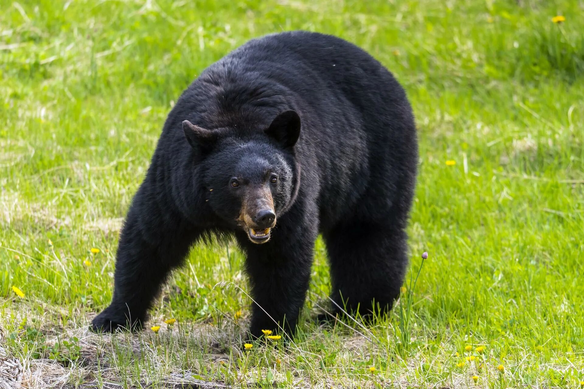 Медведь гризли рычит сбоку. Большой бурый медведь кадьяк. Bear bred. Северная америка медведь гризли. Барибал северной америки.