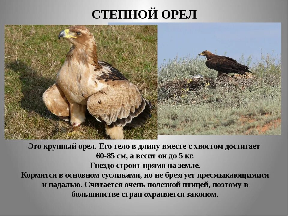 Почему степной орел не орел