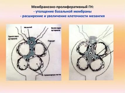 Мезангий клубочков это