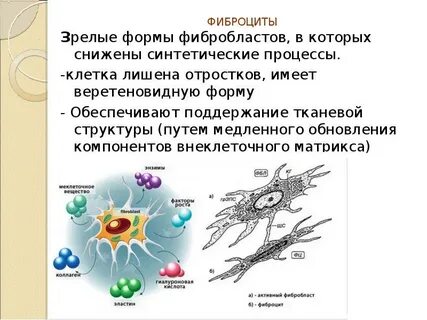 Фибробласты функции