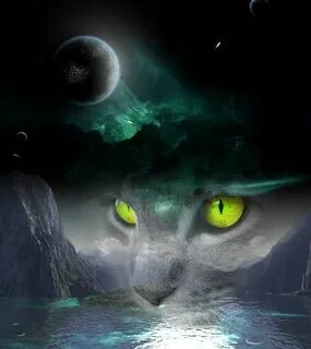 Какая ночь котенка