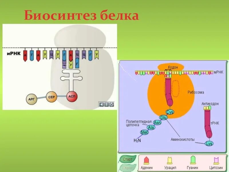 Биосинтез белка 10 класс биология. Биосинтез белка на рибосоме. Биосинтез белка биология 11 класс. Схема биосинтеза белка в живой клетке. Названия этапов биосинтеза белка