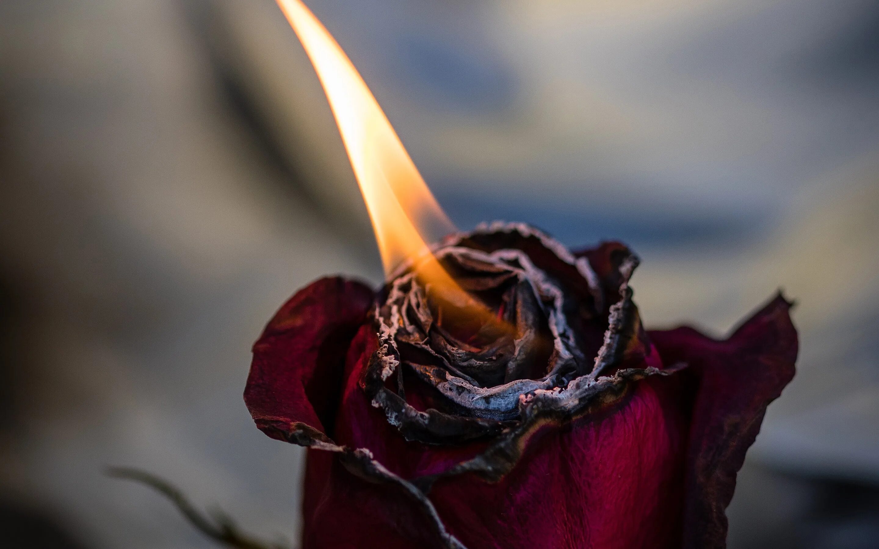 Burnt roses