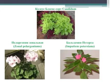Герань колеус