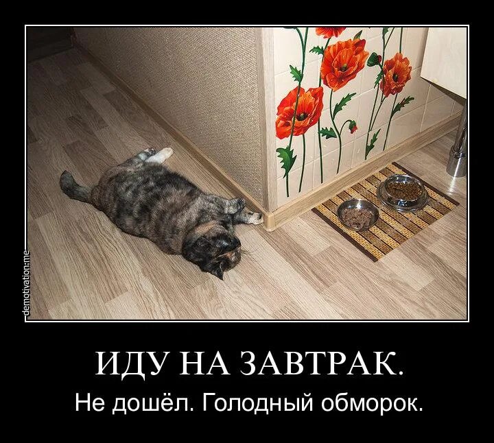 Голодный котик прикол. Голодный кот демотиватор. Демотиваторы Голодные. Не жди голодные