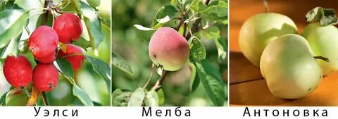 Сорт яблони амброзия отзывы