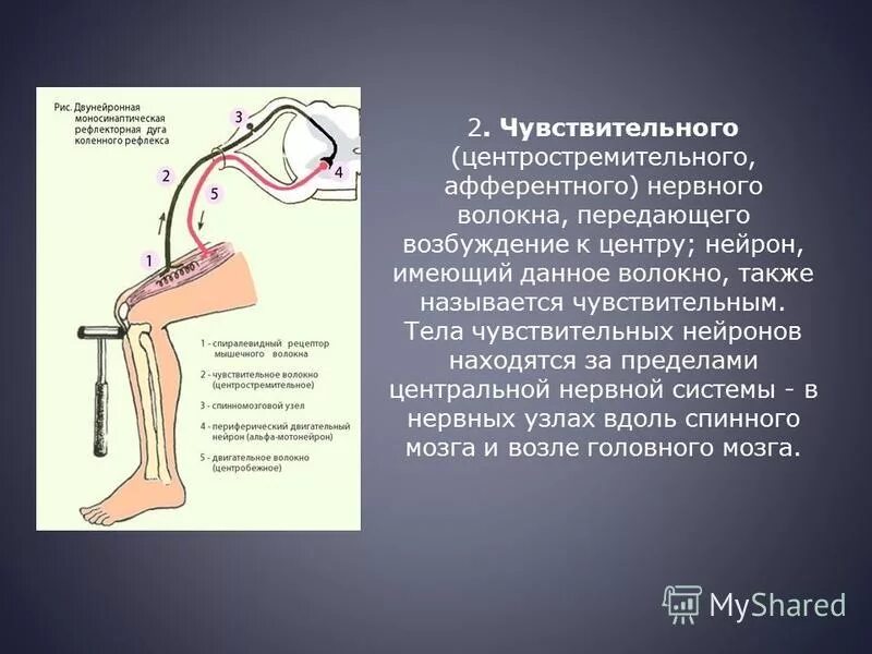 Регулируют свою деятельность рефлекторно. Тело эфферентного двигательного нейрона располагается в. Рефлекторная дуга коленного рефлекса. Тело чувствительного нейрона. Двигательные Нейроны передают возбуждение.