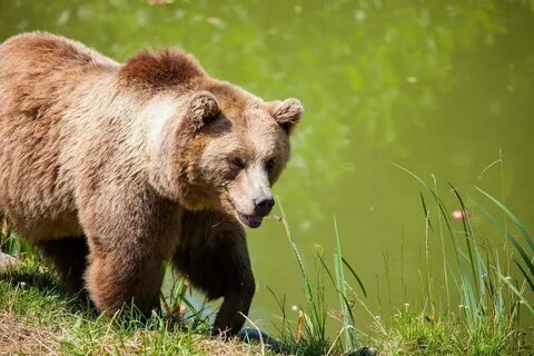 Мир животных бурый медведь