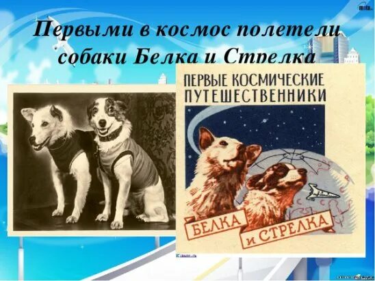 1 код 1 собака. Собаки которые полетели в космос. белка и стрелка. первая собака полетевшая в космос. первые животные полетевшие в космос для дошкольников.