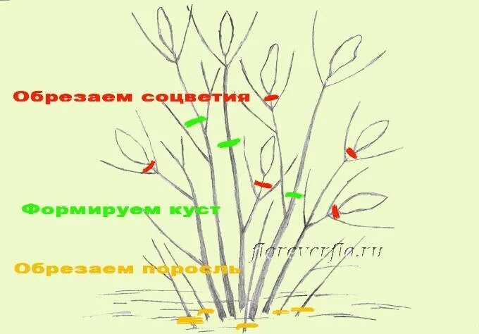 Сирень обрезка и формирование. Схема обрезки сирени после цветения. весенняя обрезка сирени схема. схема обрезки сирени весной. сирень обыкновенная формирование кроны.