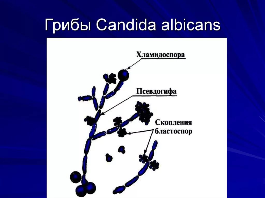 Грибы candida albicans. Строение гриба Candida albicans. Дрожжеподобный гриб Candida albicans. Строение грибов рода Candida albicans. Хламидоспоры кандида.